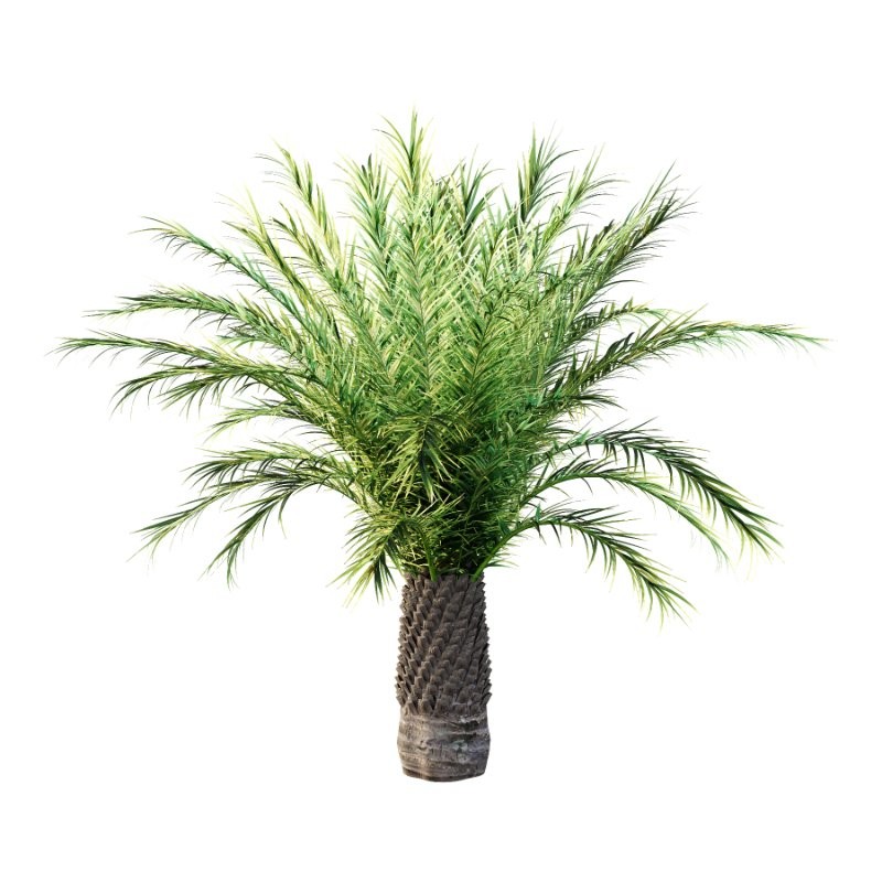 Phoenix roebelenii Palm Trees 03 - Image 4