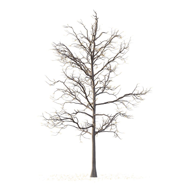 Mountain Ash Tree 02 - Image 1