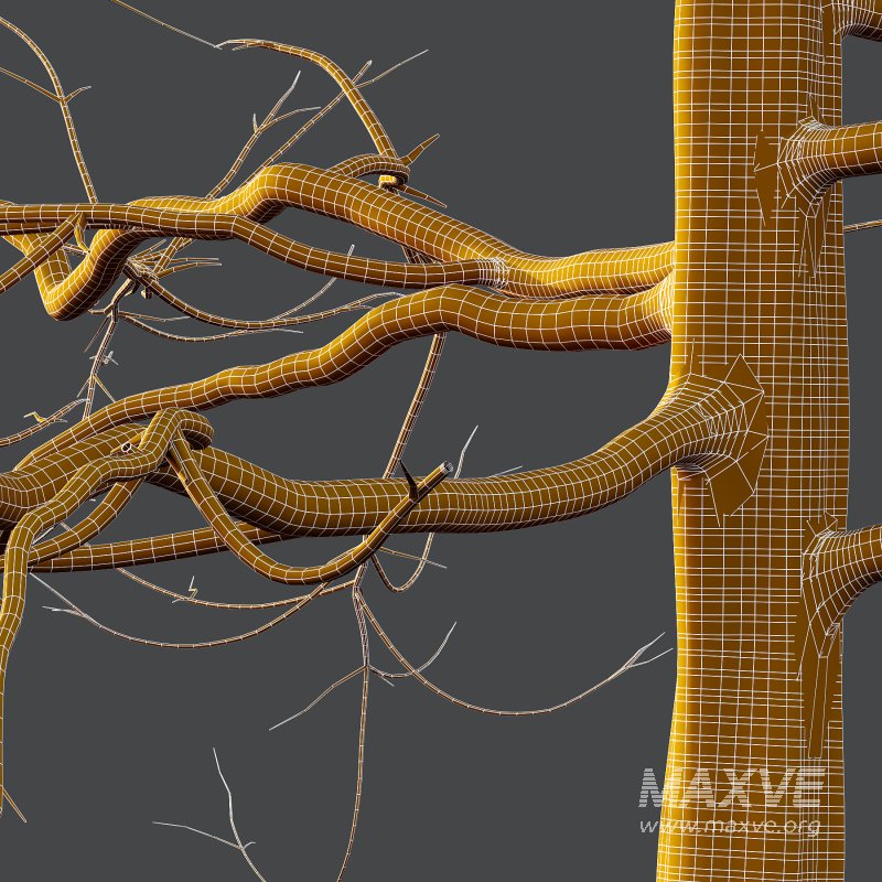 Mountain Ash Tree 03 - Image 6