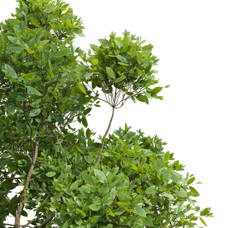 AV Cinnamomum Camphora and Fagus Grandifolia - Image 3