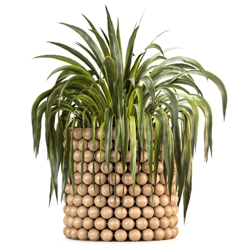 Boho Pot Plants - Image 3