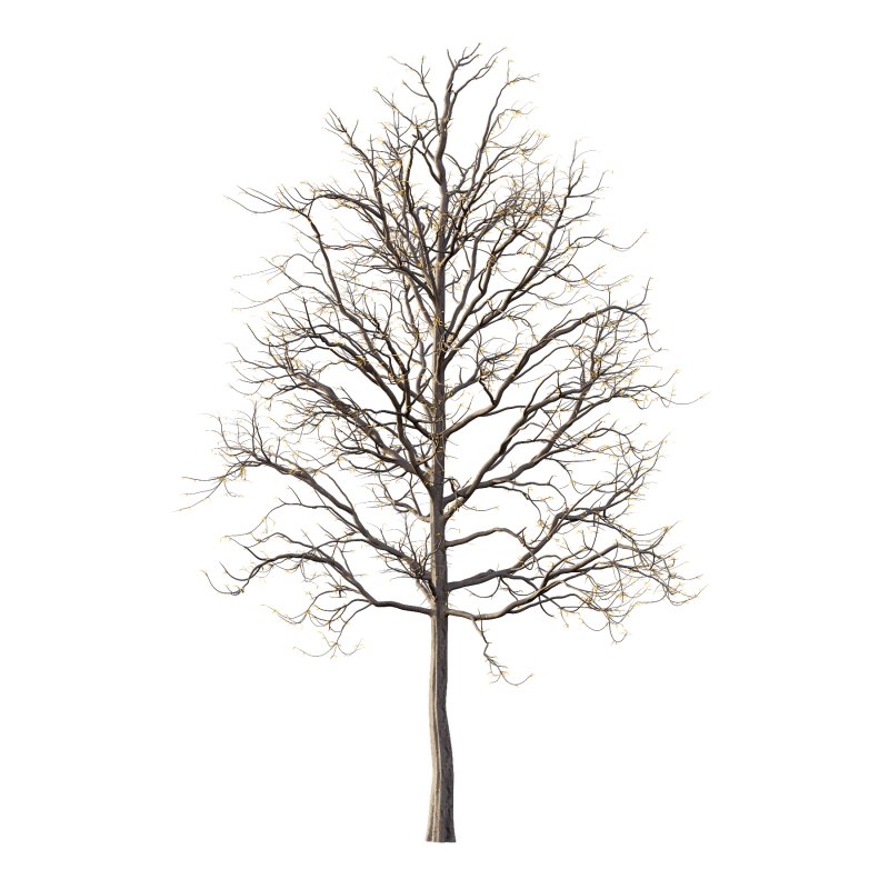 Mountain Ash Tree 07 - Image 1