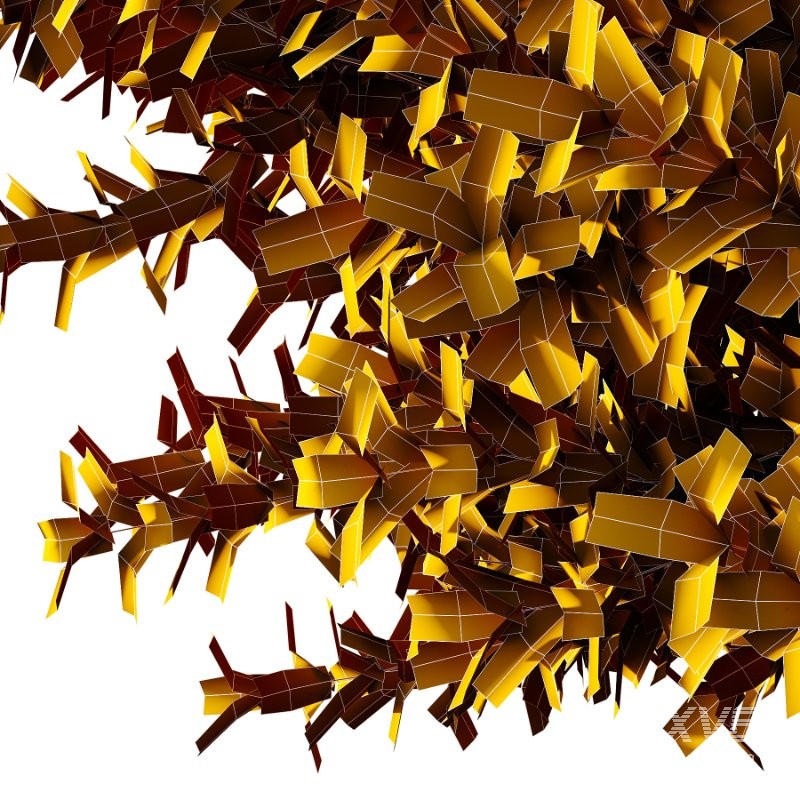 Frutices Fortescue Euonymus 09 - Image 5