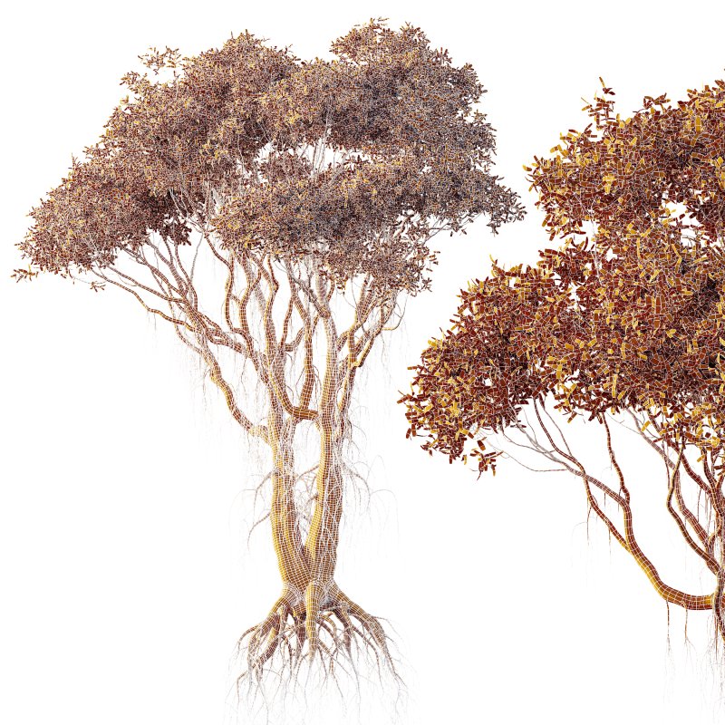 AV 2 Trees Mangrove Gray Avicennia Marina - Image 6