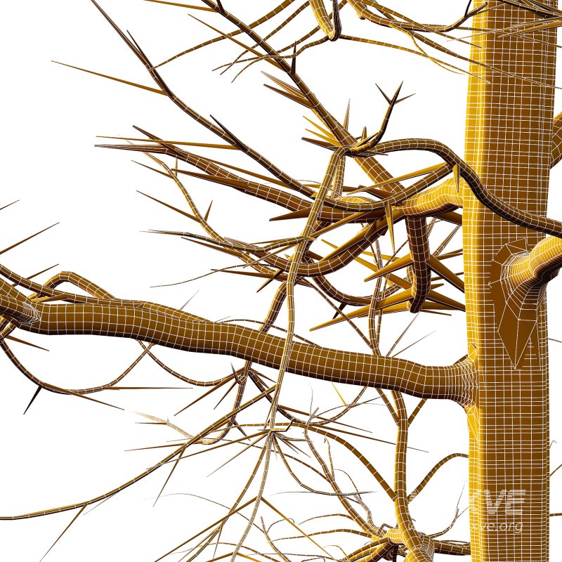 Mountain Ash Tree 06 - Image 7