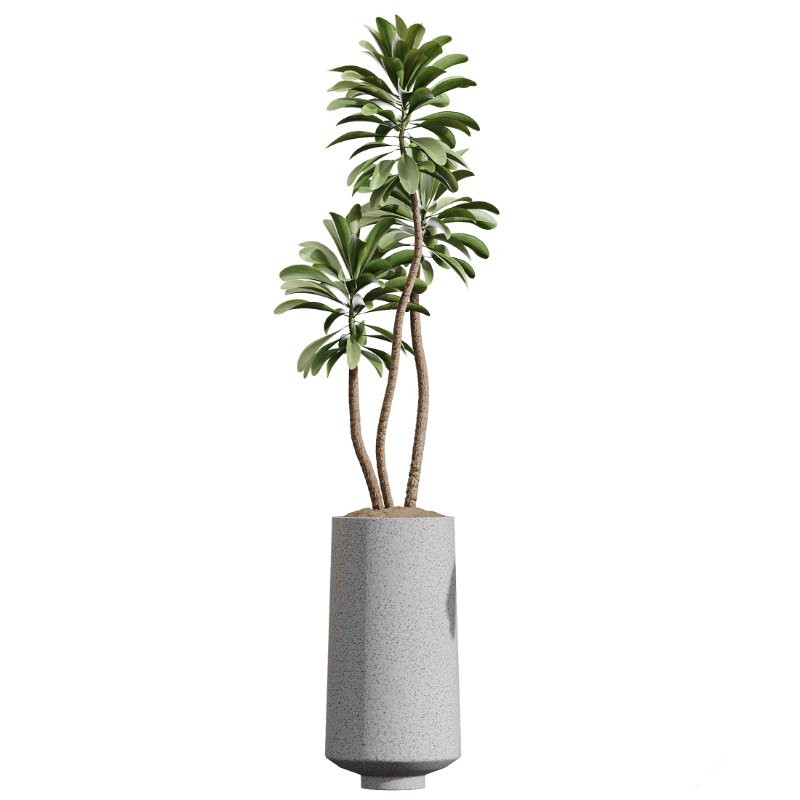 AV Indoor Plants Set 406 Cunjevoi Alocasia and Euphorbia Drupifera and Schefflera Arboricola and Yucca Elephantipes - Image 1