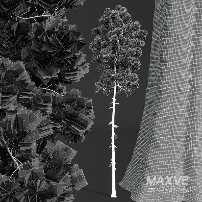 AV Pinus Engelmannii and Pinus Palustris - Image 9