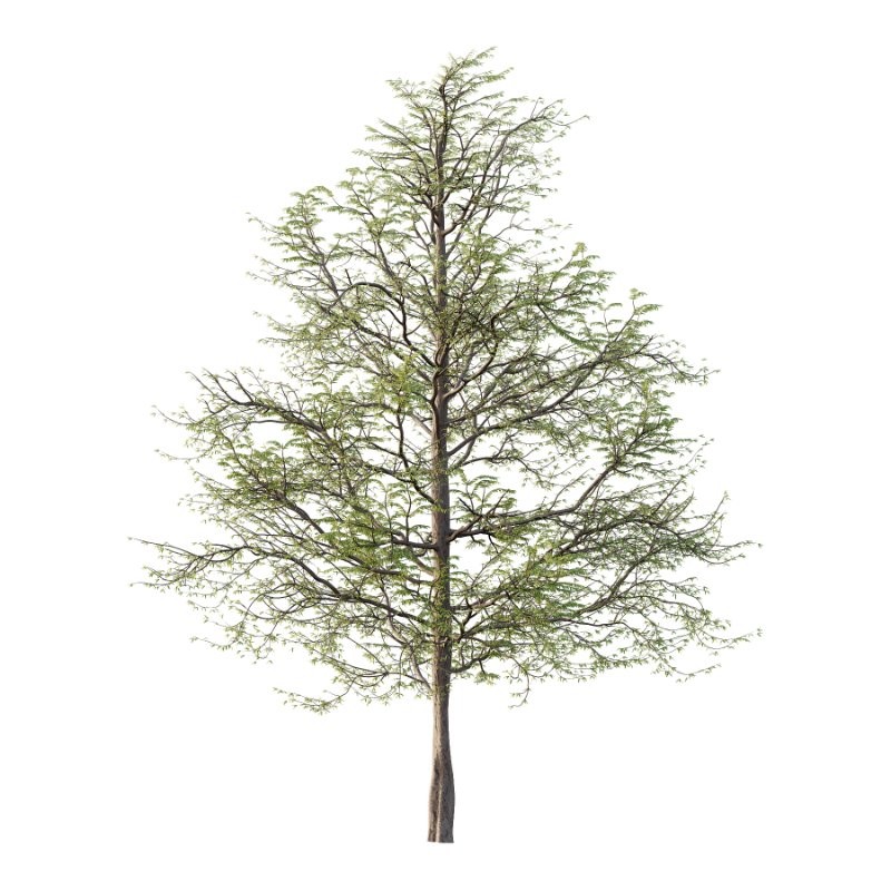 Mountain Ash Tree 15 - Image 2