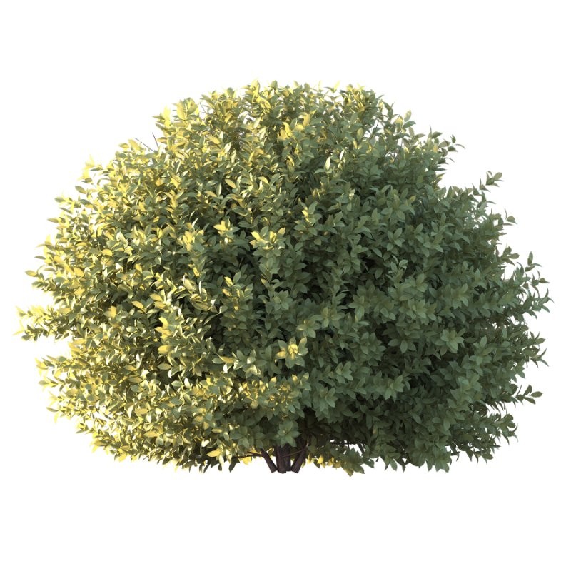 Frutices Fortescue Euonymus 10 - Image 3