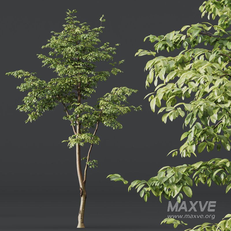 AV Water gum and Carpinus Betulus 3 trees - Image 5