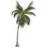 AV Cocos Nucifera 6 palm trees - Thumbnail 1