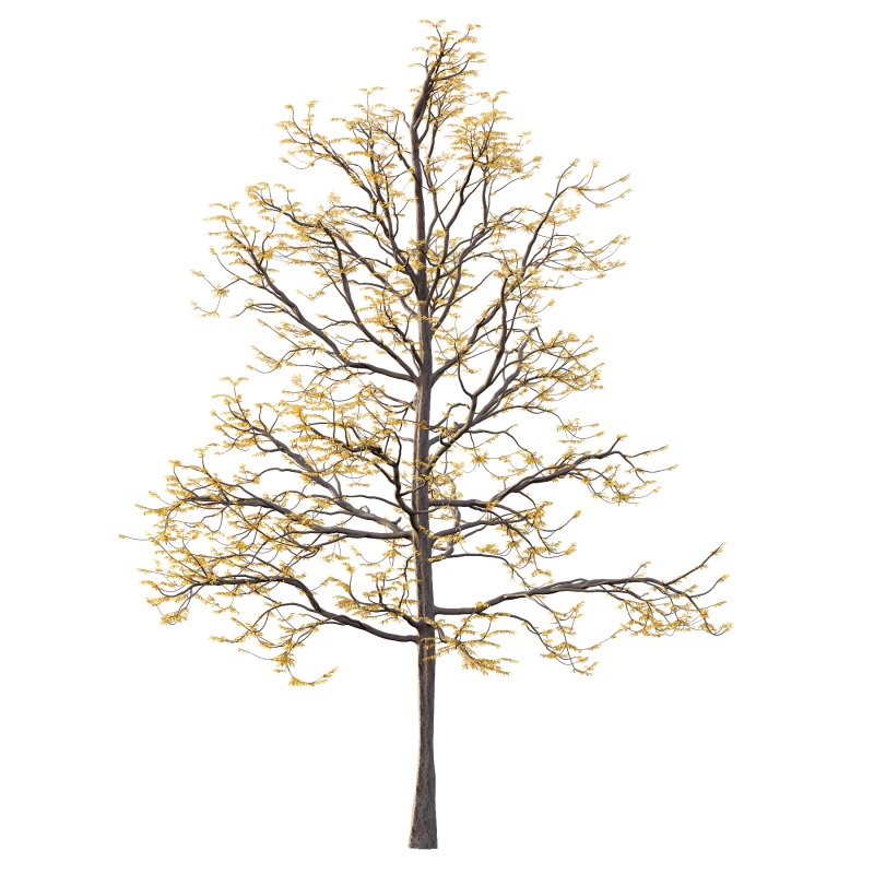 Mountain Ash Tree 08 - Image 3