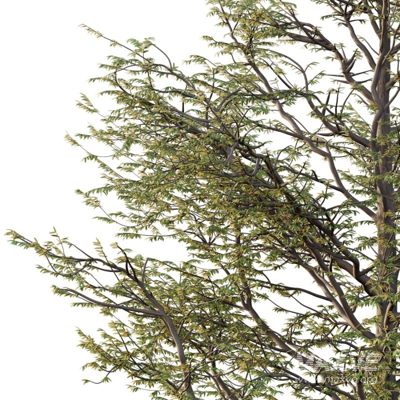 Mountain Ash Tree 12 - Image 1