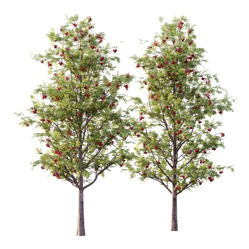 Rowan Fruit Tree 03 - Image 4