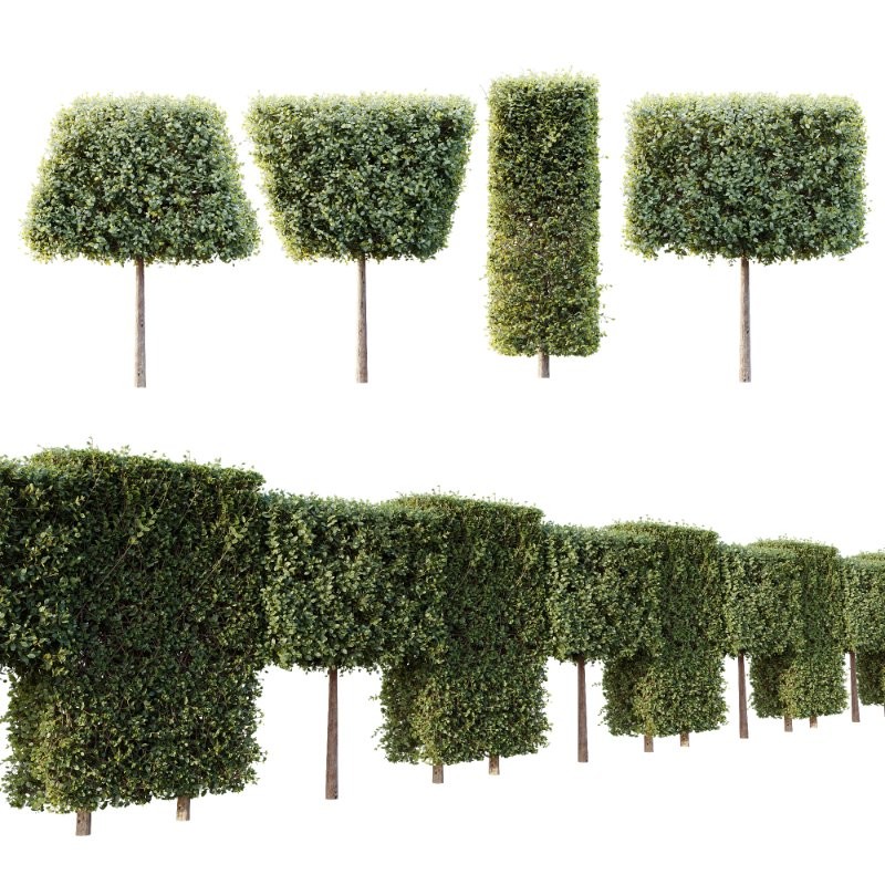 AV Plants Bush Ficus Concinna Bonsai Pruned Version12 - Image 3