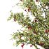 Rowan Fruit Tree 04 - Thumbnail 2