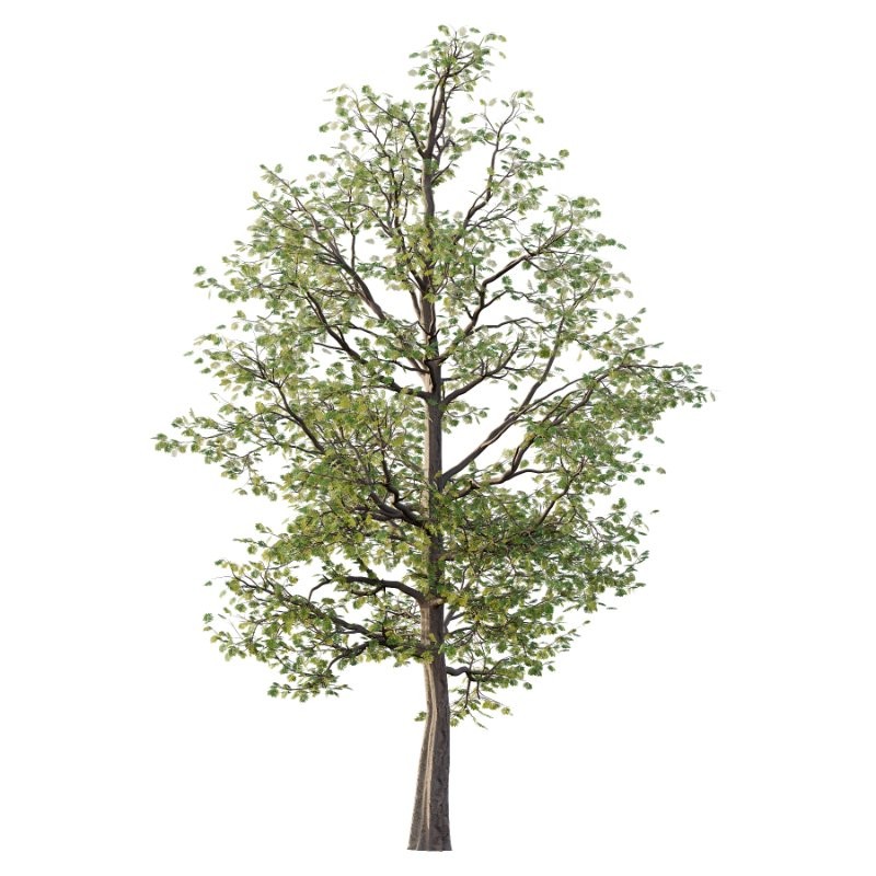 Mountain Ash Tree 19 - Image 4