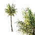Palm Tree 01 - Thumbnail 3