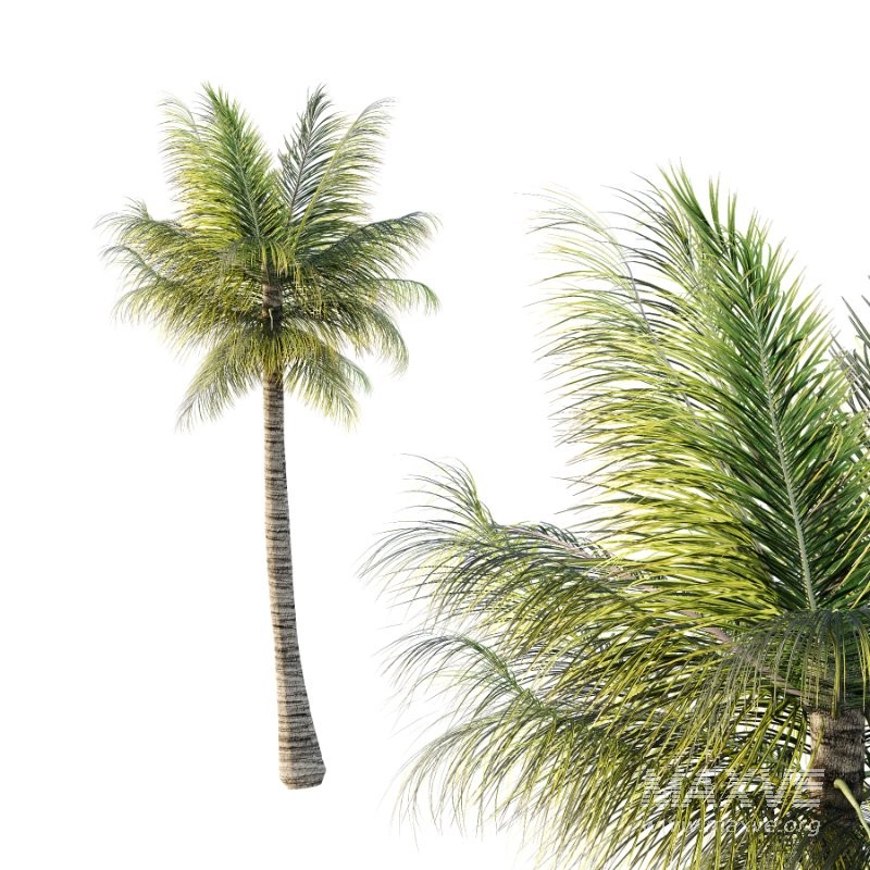 Palm Tree 01 - Image 3