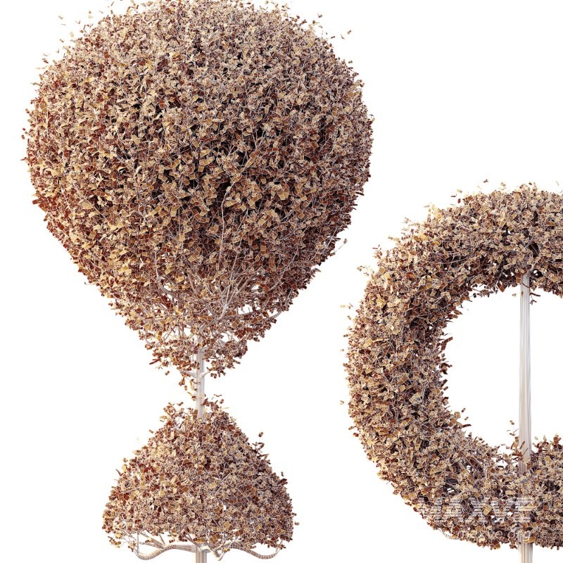 AV Plants Bush Ficus Concinna Bonsai Pruned Version13 - Image 4