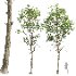 AV Betula Pendula and Fagus Sylvatica - Thumbnail 2
