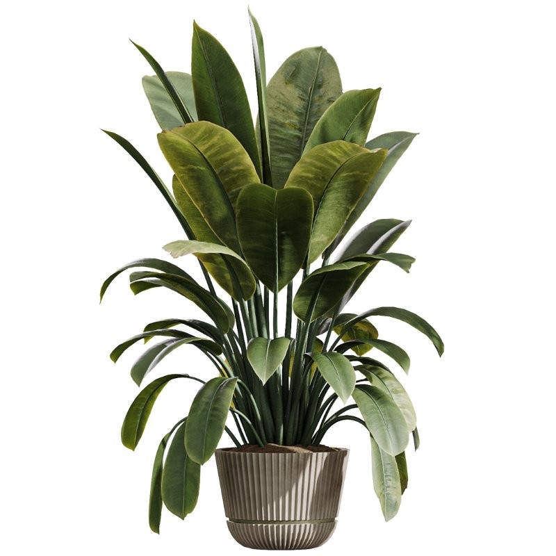 ntal structure of the Areca Palm — and from the glossy expressiveness of Ficus Elastica to the rich geometric rhythm of the ZZ Zamioculcas — each plant adds its own personality and visual depth. The collection is unified by carefully selected pots in warm, organic textures and contemporary silhouettes, making it ideal for living rooms, hotel lobbies, workspace interiors, galleries, cafes, and any project with a refined aesthetic direction. - Image 2