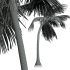 AV Cocos Nucifera 6 palm trees - Thumbnail 7