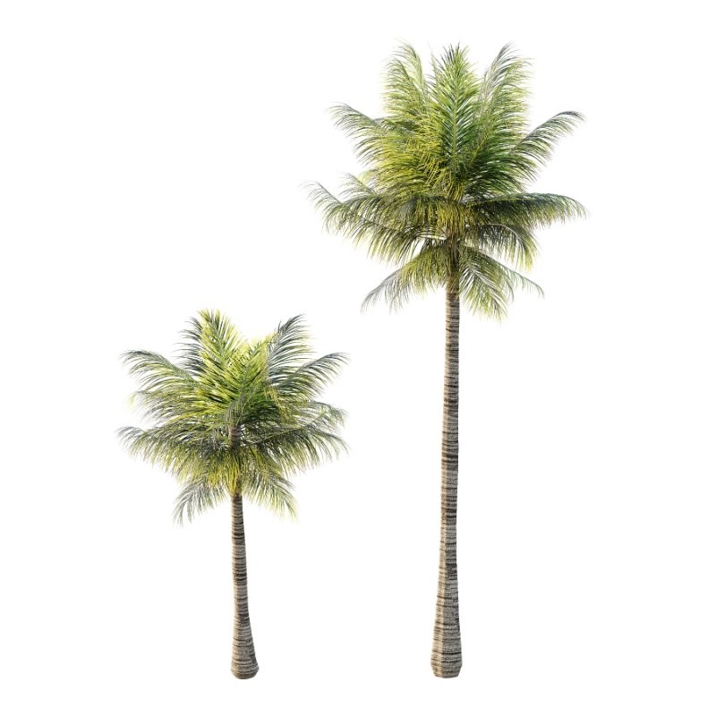 Palm Tree 01 - Image 2