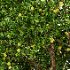 ntal landscape trees designed for high-end architectural visualization: a fruit-bearing Lemon Tree with natural branching and dense foliage, paired with a graceful Weeping Mulberry featuring cascading leaves and expressive canopy form. - Thumbnail 1