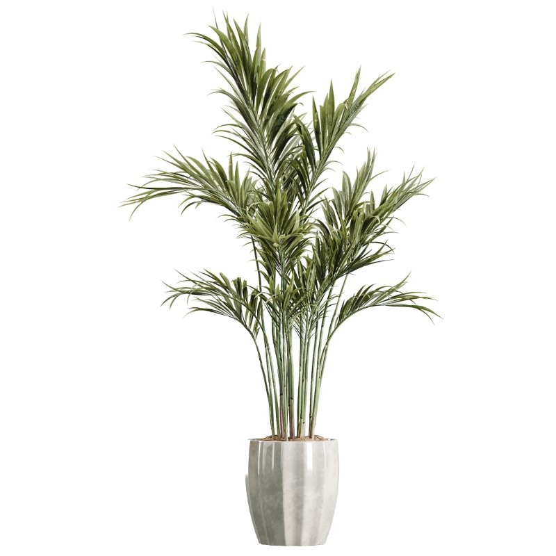 AV Indoor Plants Set 407 Briful Banana Palm Ficus Binnendijkii - Image 1