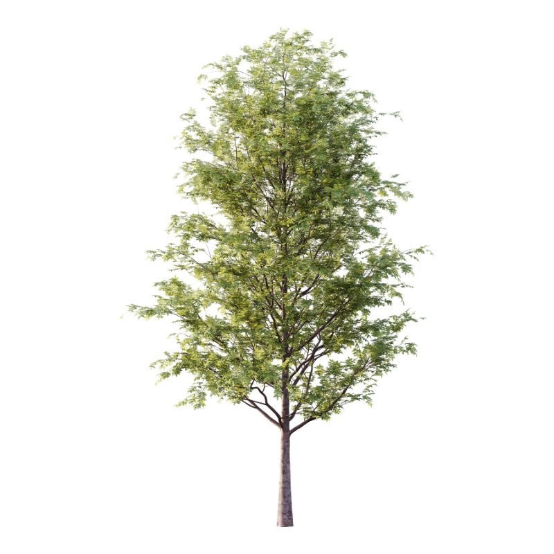 Rowan tree 01 - Image 1