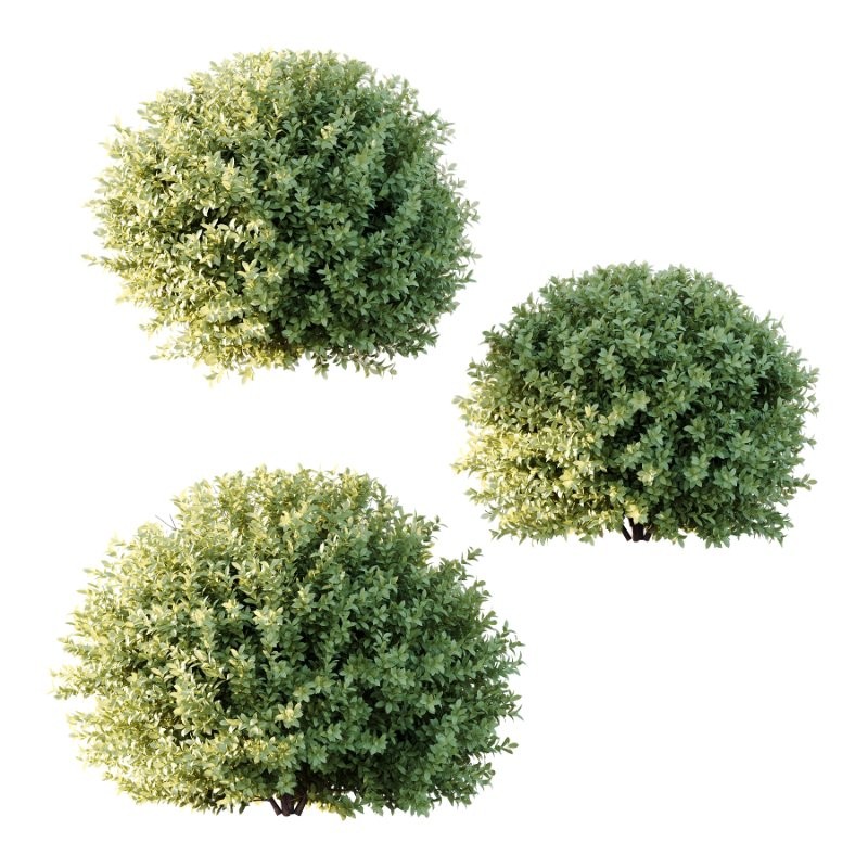 Frutices Fortescue Euonymus 10 - Image 1