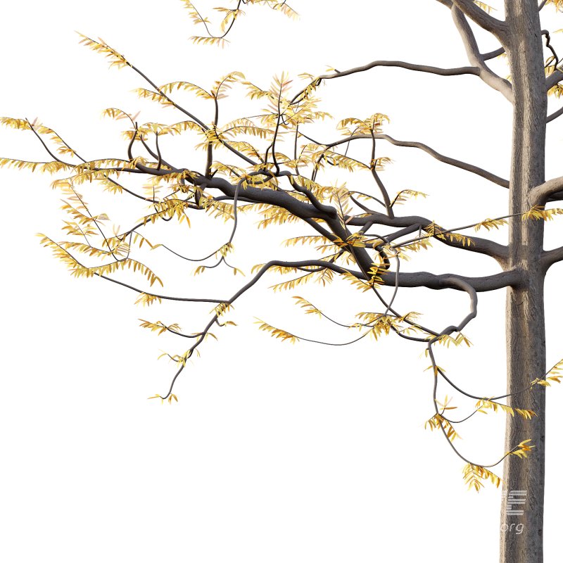 Mountain Ash Tree 08 - Image 2