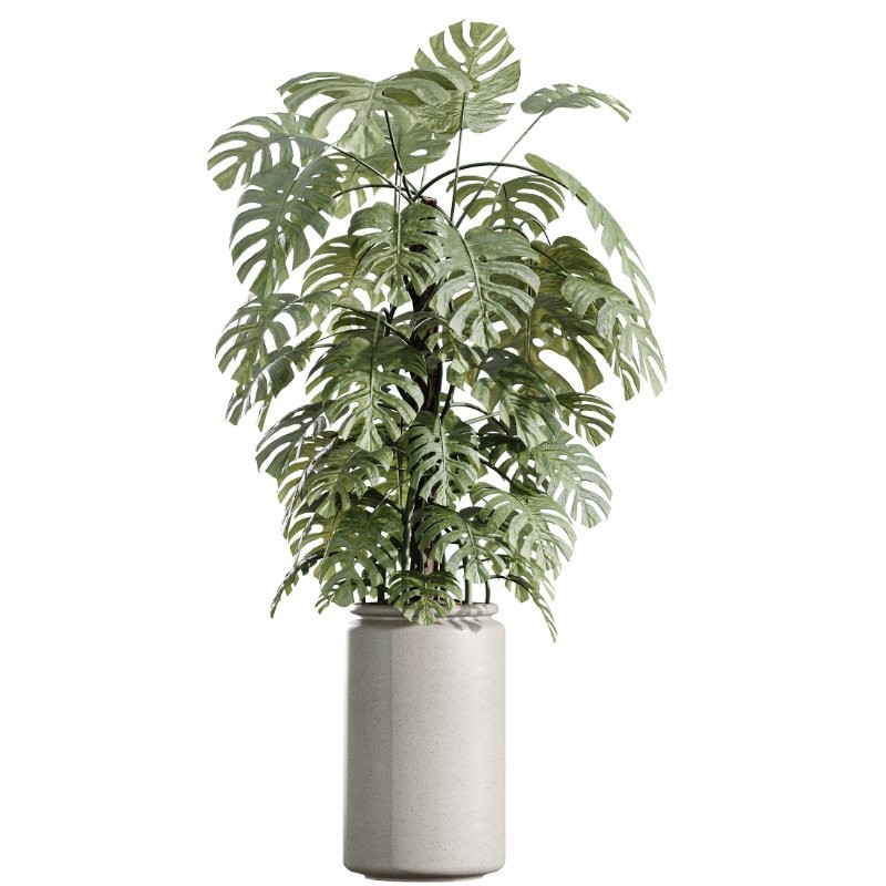 AV Indoor Plants Set 408 Banana Ficus Swiss Cheese olive Lemon - Image 3