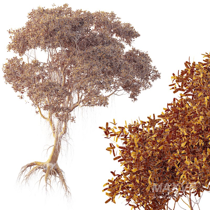 AV 2 Trees Mangrove Gray Avicennia Marina - Image 7