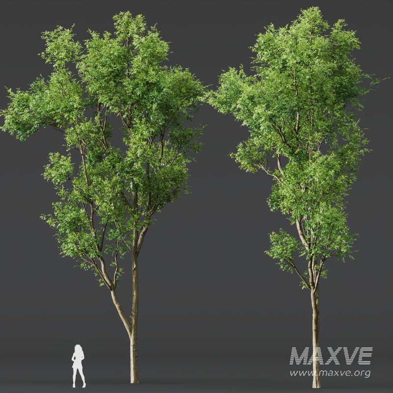 AV Celtis Australis - Image 8