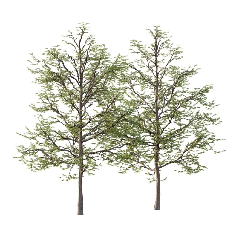 Mountain Ash Tree 013 - Image 4