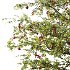 Rowan Fruit Tree 05 - Thumbnail 2
