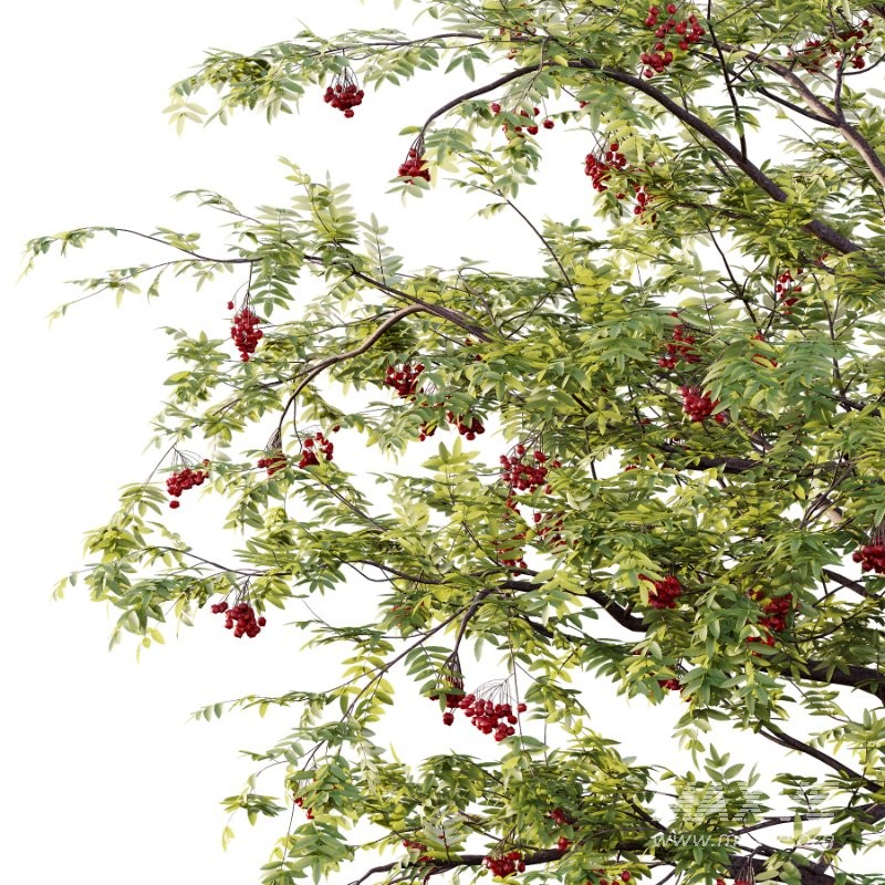 Rowan Fruit Tree 05 - Image 2