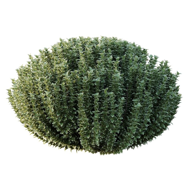 Frutices Fortescue Euonymus 05 - Image 1