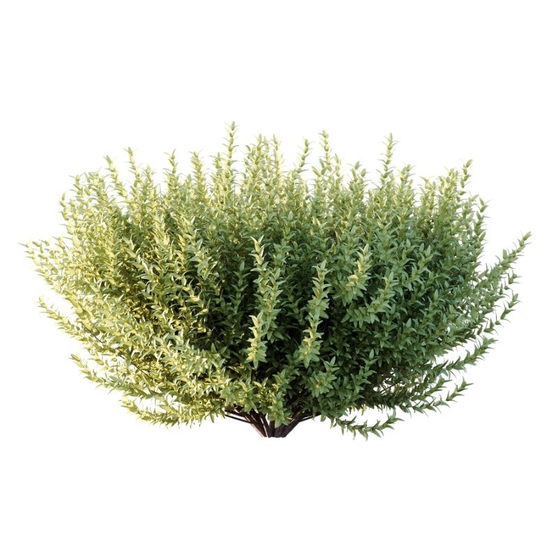 s vary widely among different species and between different English-speaking countries, but include spindle (or spindle tree), burning-bush, strawberry-bush, wahoo, wintercreeper, or simply euonymus. It has about 140 species of deciduous and evergreen shrubs, small trees and lianas. They are mostly native to East Asia, extending to the Himalayas, and they are also distributed in Europe, Australasia, North America, and Madagascar. Fifty species are endemic to China. - Image 3