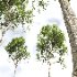 AV Celtis Australis and Acer Pseudoplatanus - Thumbnail 4