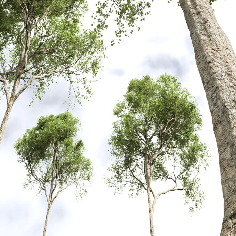 AV Celtis Australis and Acer Pseudoplatanus - Image 4