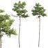 AV Pinus Echinata Populus Tremuloides - Thumbnail 2