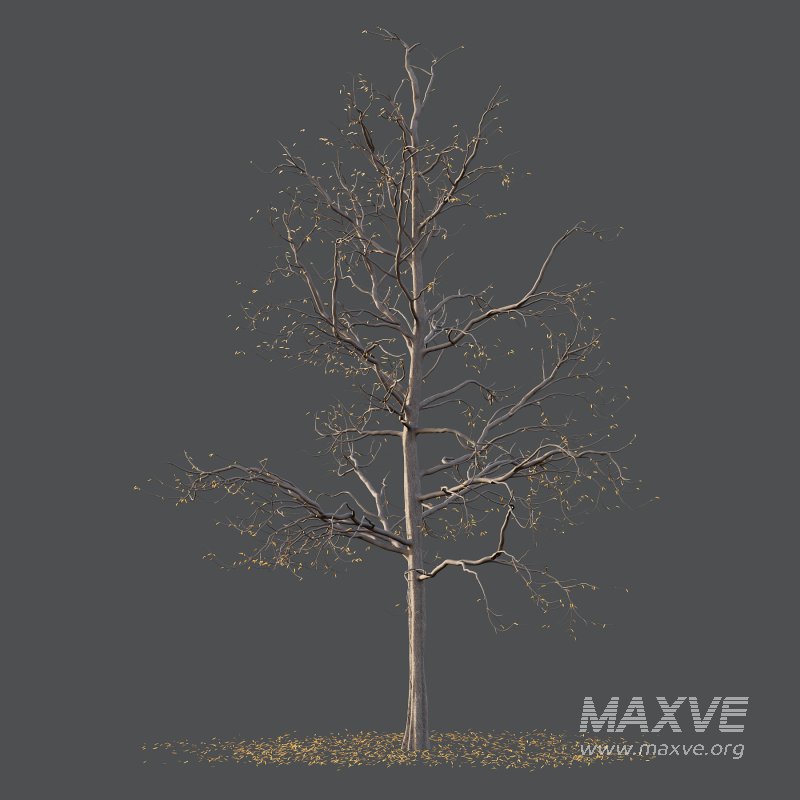 Mountain Ash Tree 02 - Image 4