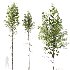 AV Betula Pendula 3 trees - Thumbnail 1