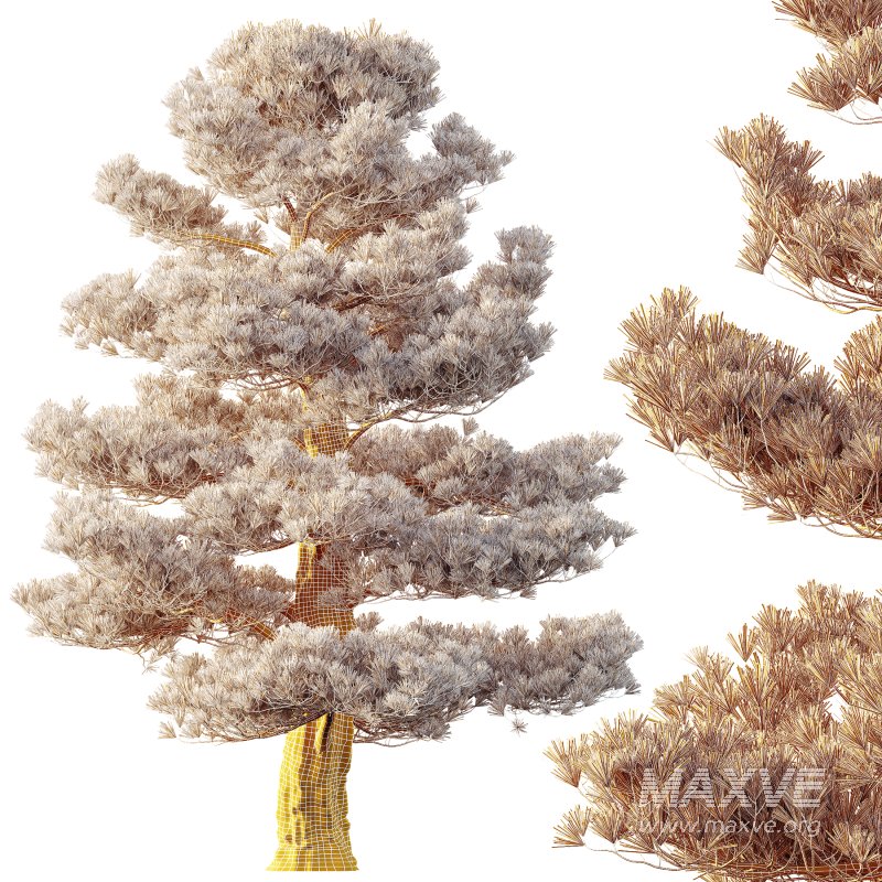 AV 2 trees Pinus Bonsai Sylvestris Pine Parviflora Scotch Contorta - Image 6