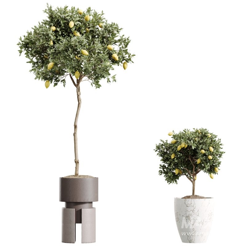 AV Indoor Plants Set 403 lemon Ficus Japandi Calathea Lutea - Image 3