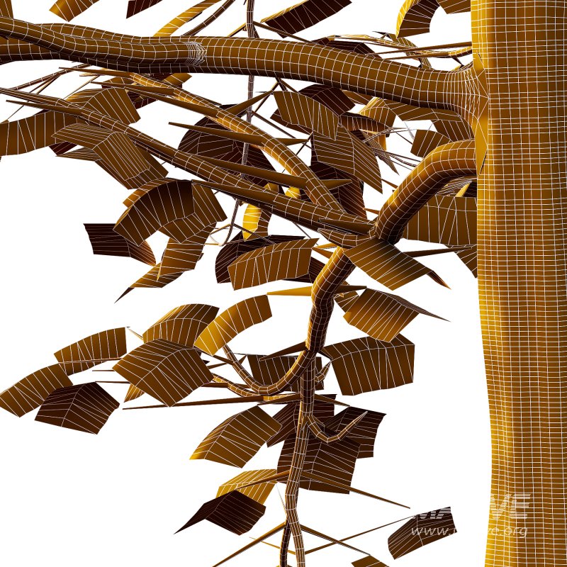 Mountain Ash Tree 04 - Image 6