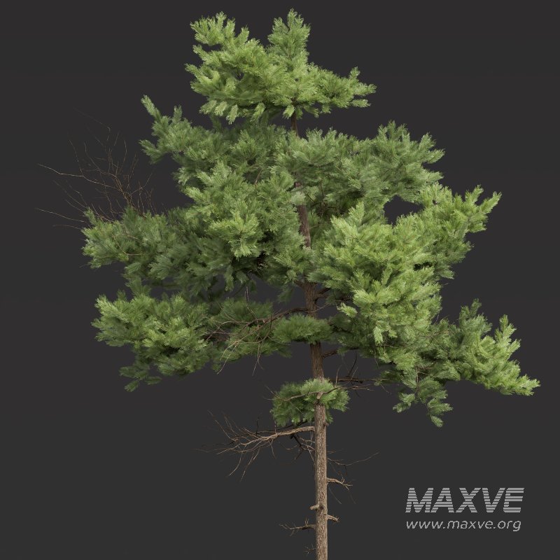 AV Pinus Echinata Populus Tremuloides - Image 6